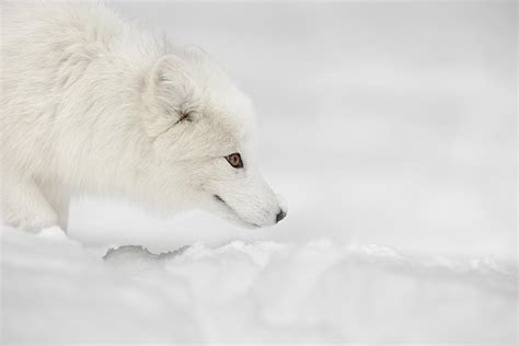 Arctic Fox Photograph By Andy Astbury Pixels