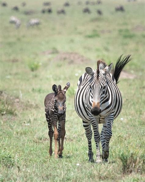 Rare Polka Dotted Zebra Foal Photographed In Kenya The Eye Catching