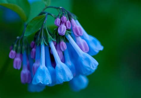 Virginia Bluebells Blue Bell Flowers Rare Flowers Most Beautiful