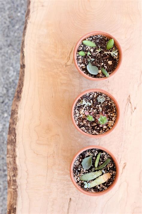 How To Grow Succulents From Cuttings Succulents Succulent Cuttings Propagating Succulents