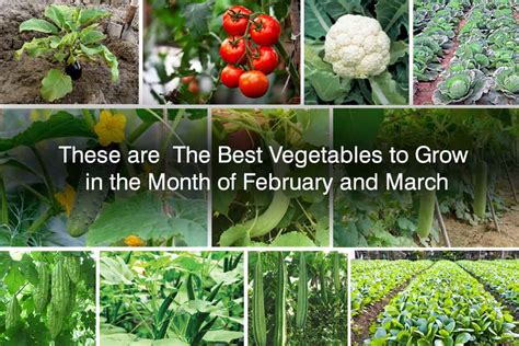 Best Vegetables To Grow In The Month Of February And March Plants