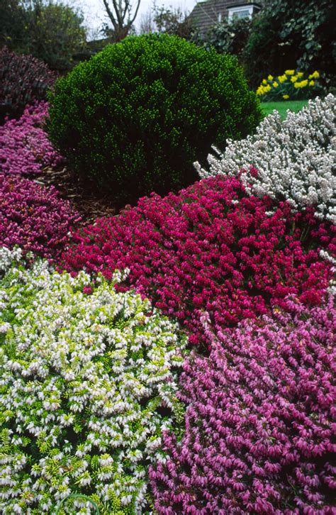 Winter Flowering Heathers Erica X Darleyensis Plants Hopes Grove