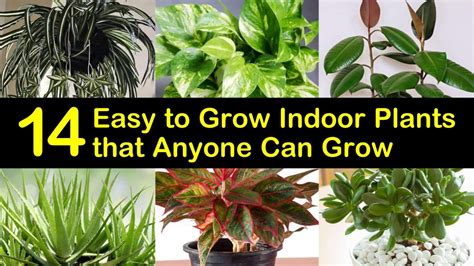 14 Easy To Grow Indoor Plants That Anyone Can Grow