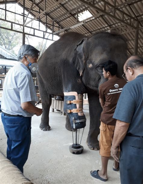 Prosthetic Legs For Elephant Amputees In Northern Thailand Jungle Doctor