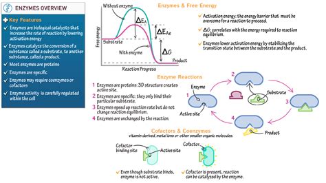 Biochemistry Fundamentals Enzymes Overview Ditki Medical