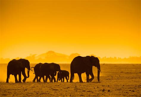 Beautiful Elephants High Resolution Images ~ Hd Wallpapers And Images