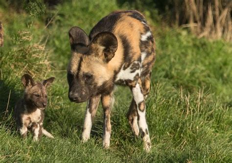 Endangered African Painted Dog Puppy Pics