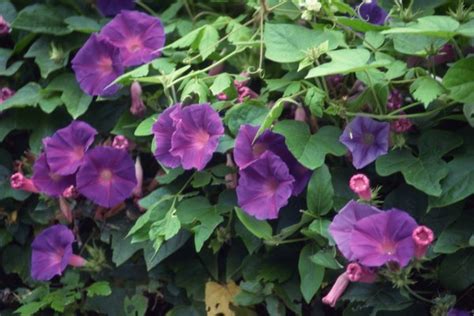 Check out our climbing flowers selection for the very best in unique or custom, handmade pieces from our gardening & plants shops. Climbing Plants That Grow in Pots to Hide a Fence | Home ...