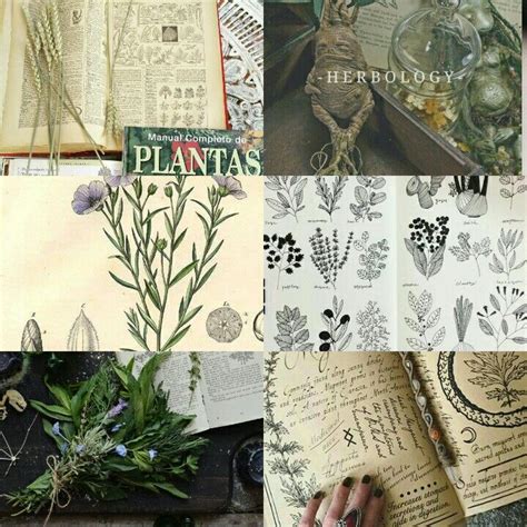 Studying Herbology Hogwarts Harry Potter Meio Ambiente