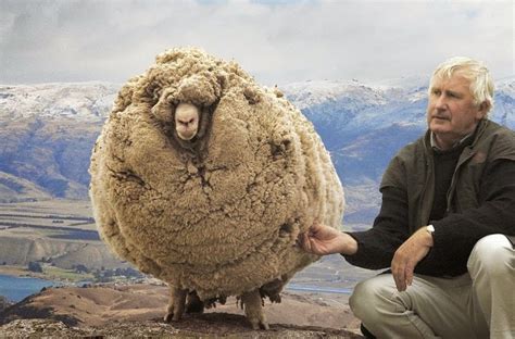 Sixpenceeethis Is Shrek A Merino Sheep From New Zealand Who Hasnt Sheared In 6 Years In