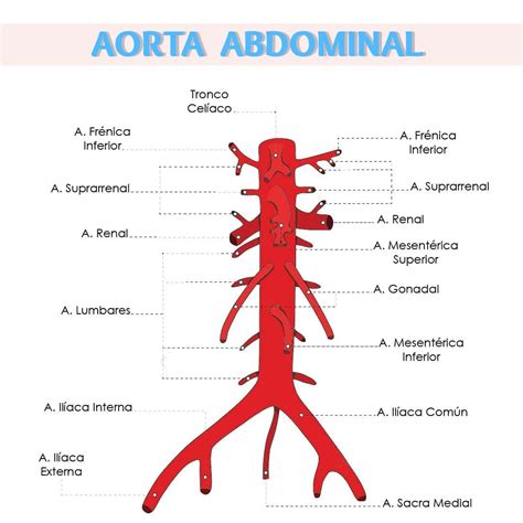 La Aorta Abdominal Con Sus Ramas Colaterales Y Terminales Aorta
