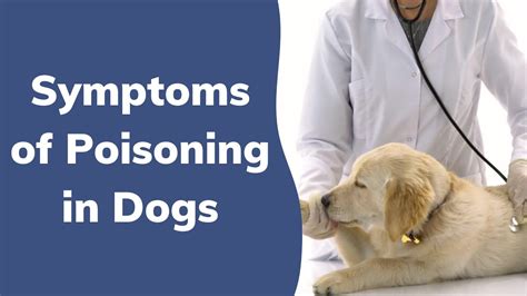 Symptoms Of Poisoning In Dogs Wag Youtube
