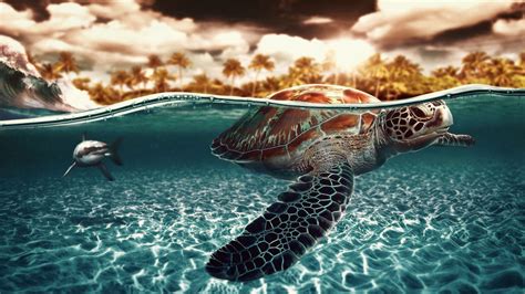 Free Turtle Backgrounds Download Pixelstalknet