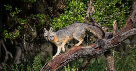 Foxes In New Mexico Types And Where They Live A Z Animals
