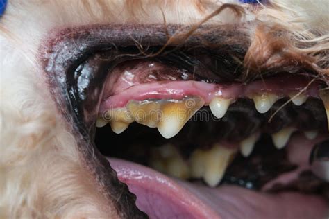 Close Up Photo Of A Dog Teeth With Tartar Or Bacterial Plaque Stock