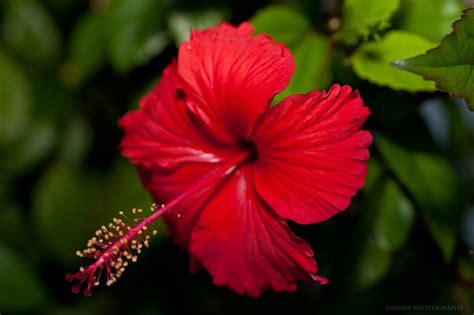 Amapola Official Flower Of Puerto Rico Puerto Rico Pinterest