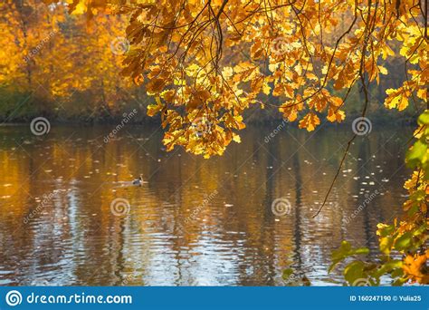 Autumn Landscape Bright Colors Of Autumn In The Park By