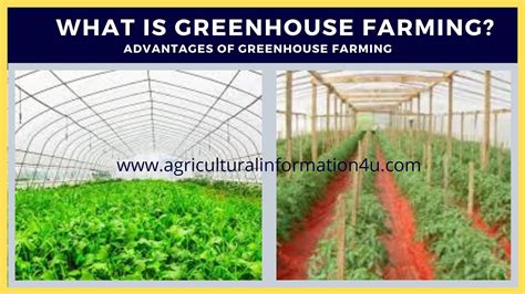 Greenhouse Farming Advantages Of Greenhouse Farming Youtube