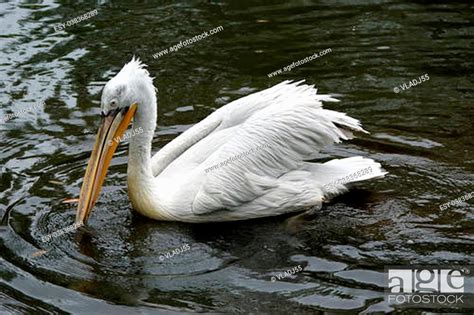 The Large Image Of The Big White Pelican Zoo Moscow Russia Stock