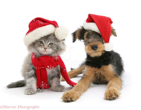 Christmas Puppies And Kittens
