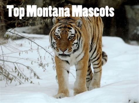 Top 11 Most Popular High School Mascots In Montana Gazprepsports