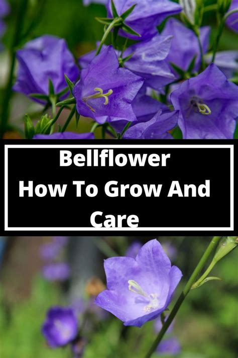 Bellflower Everything You Need To Know About Planting And Caring For