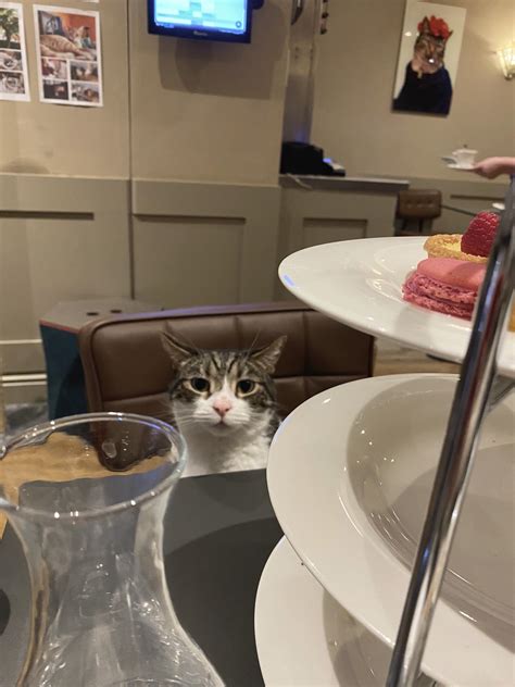 Best Cat Cafe In London Meet The Kitties In Whiskers And Cream Islington