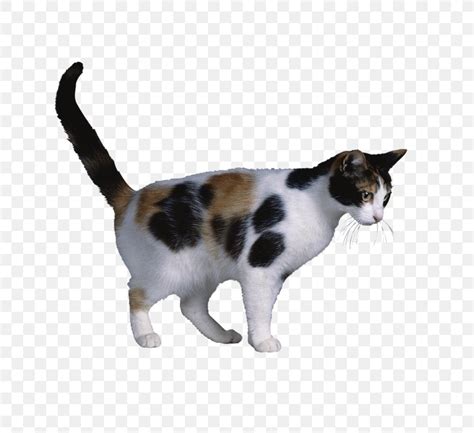 Calico Cat X Chromosome Cat Coat Genetics X Inactivation Png