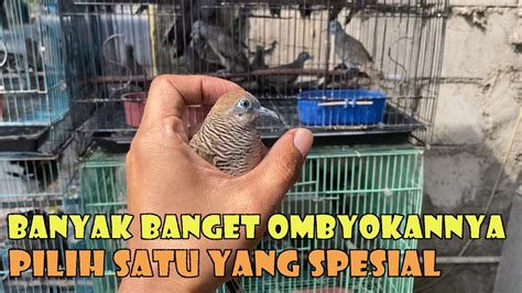 Ngombyok Dapat Perkutut Paling Banyak Dicari Youtube