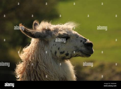 Side Profile View Of Llama Disolved Background Of Green Field And
