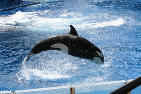Free Stock Photo Of Killer Whale