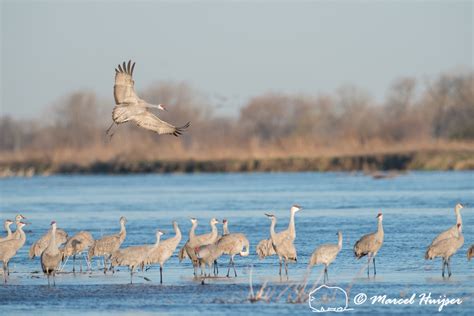 Marcel Huijser Photography Sandhill Cranes Grus Canadensis At Their