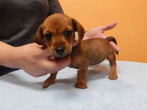 Greenfield puppies has puppies for sale in ohio! Dachshund Puppies Craigslist Pa - Puppy And Pets