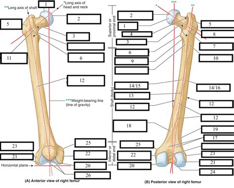 Gross Anatomy Femur Diagram Quizlet