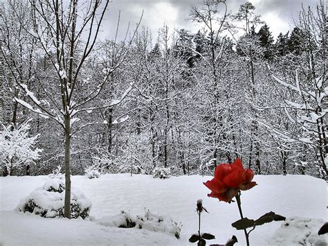 Snow Rose Greg Marks Flickr
