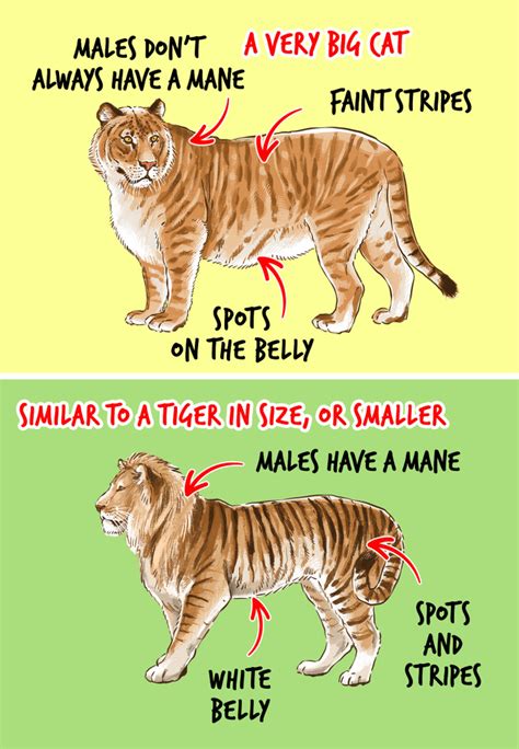 The Difference Between A Liger And A Tigon 5 Minute Crafts