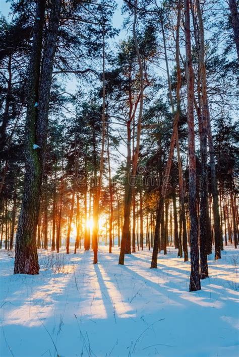 Pine Trees In The Park At Sunset In Winter Stock Photo Image Of