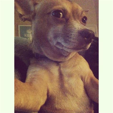 78 Best Selfie Dogs Images On Pinterest Funny Animals