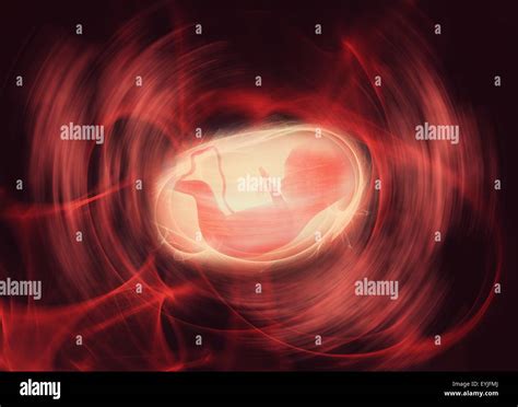 Baby In The Womb Hi Res Stock Photography And Images Alamy