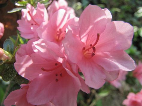 Pretty Pink Flowers By Prettypunkae On Deviantart