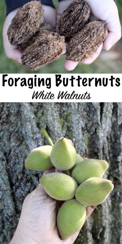 Foraging Butternuts Juglans Cinerea ~ Also Known As White Walnuts