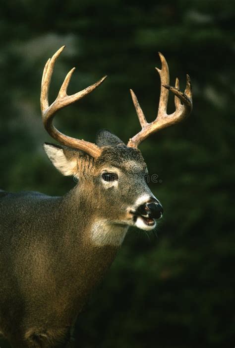 Whitetail Buck Portrait Stock Image Image Of Antlers 16471799