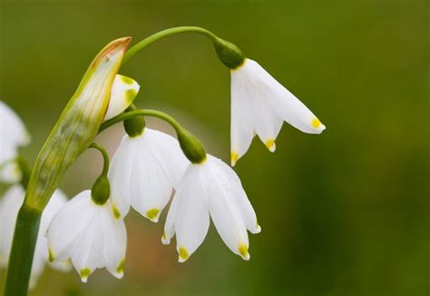 How To Plant Snowdrops 8 Steps For Growing Winters Early Bloomers