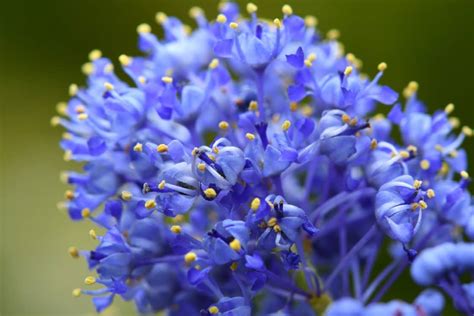 Céanothe Découvrez Larbuste Aux Belles Fleurs Bleues