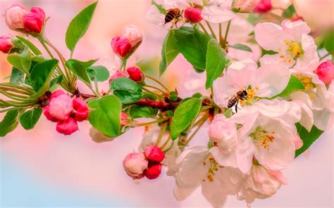 Download Wallpapers Flowering Apple Trees Spring Pink Flowers Apple Blossom Beautiful