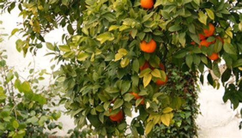 The Identification Of The Leaves Of Fruit Trees Garden Guides