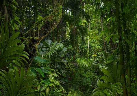 Amazon Rainforest Reaching Dangerous Tipping Point