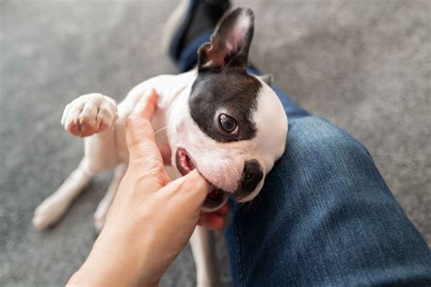 How To Stop Puppy Biting