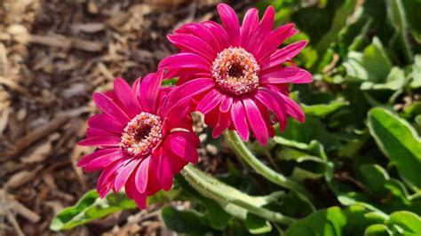 How To Plant And Grow Gerbera Daisies Step By Step Guide