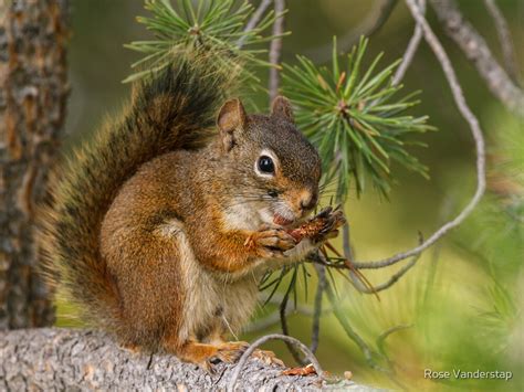 Red Squirrel Eating Pine Nuts By Rose Vanderstap Redbubble